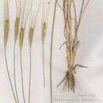 Triticum monococcum Mosusu
