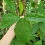 Syngonium auritumFoglia