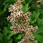 Rodgersia aesculifolia Blomst