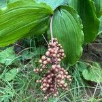 Maianthemum racemosum ফল