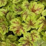 Heuchera americana 葉