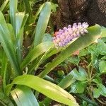 Aechmea gamosepala Flower