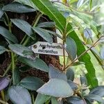 Aeschynanthus micranthus Altres
