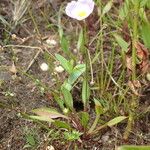 Baldellia ranunculoides Habitat