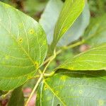 Erythrina globocalyx 叶