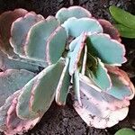 Kalanchoe fedtschenkoi Листок