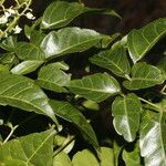 Serjania membranacea Лист