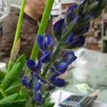 Lupinus micranthus 花