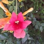 Campsis grandiflora Flower