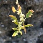 Dysphania pumilio Hoja