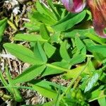 Trifolium alpinum Fuelha