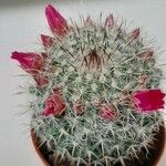 Mammillaria backebergiana Blad