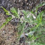 Cicer canariense Flower