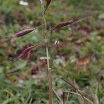 Tenaxia cumminsii Flower