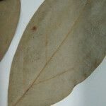 Endlicheria bracteolata Máis