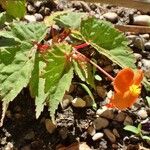 Begonia sutherlandii Pokrój