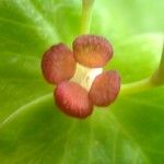 Euphorbia dulcis Otro