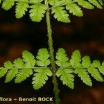 Dryopteris remota Liść