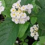 Lantana canescens Цвят