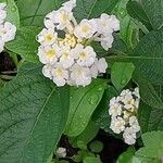 Lantana canescens Кветка