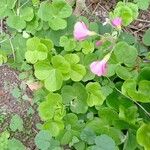 Oxalis articulata Blatt