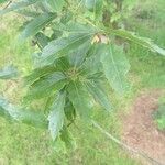 Quercus acutissima 葉