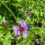 Verbena bipinnatifida Цвят