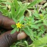 Pectis prostrata Flower