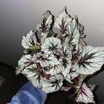 Begonia rex পাতা