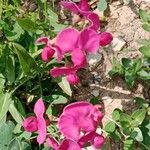 Lathyrus tuberosus പുഷ്പം