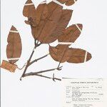 Calophyllum rubiginosum Sonstige