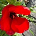 Tulipa raddii Kwiat