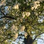 Populus nigra 花