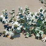 Eryngium maritimum Blad