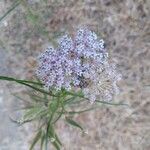 Asclepias fascicularisFlower