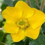 Geum montanum Floare