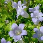 Wahlenbergia hederacea Flor