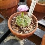 Gymnocalycium anisitsii Hábito