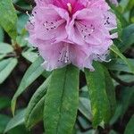 Rhododendron pachytrichum Λουλούδι