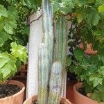 Pilosocereus pachycladus Azala