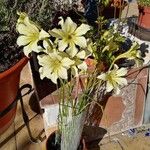 Gladiolus tristis Virág