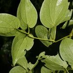 Clematis dioica Blad