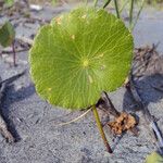 Hydrocotyle bonariensis Frunză