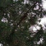 Pinus nigra ᱡᱚ