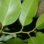 Heisteria concinna Folla