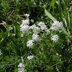 Asperula hirta Habit