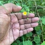 Sida cordata Flower