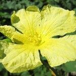 Cucumis melo Λουλούδι