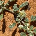 Neurada procumbens Leaf