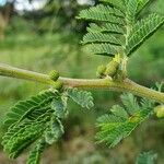 Acacia nilotica Blatt